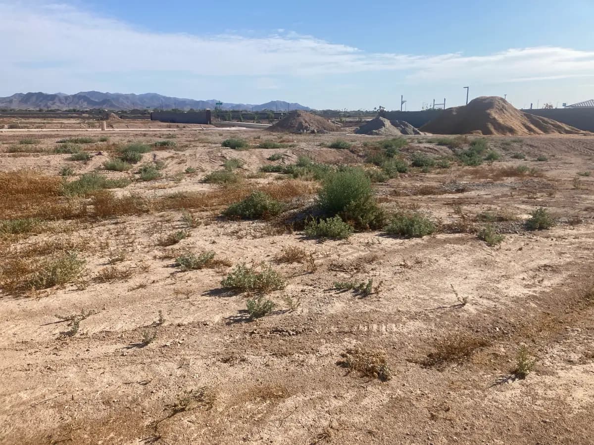 Before Weed Abatement